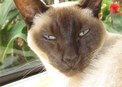 Barbs Homeopathy